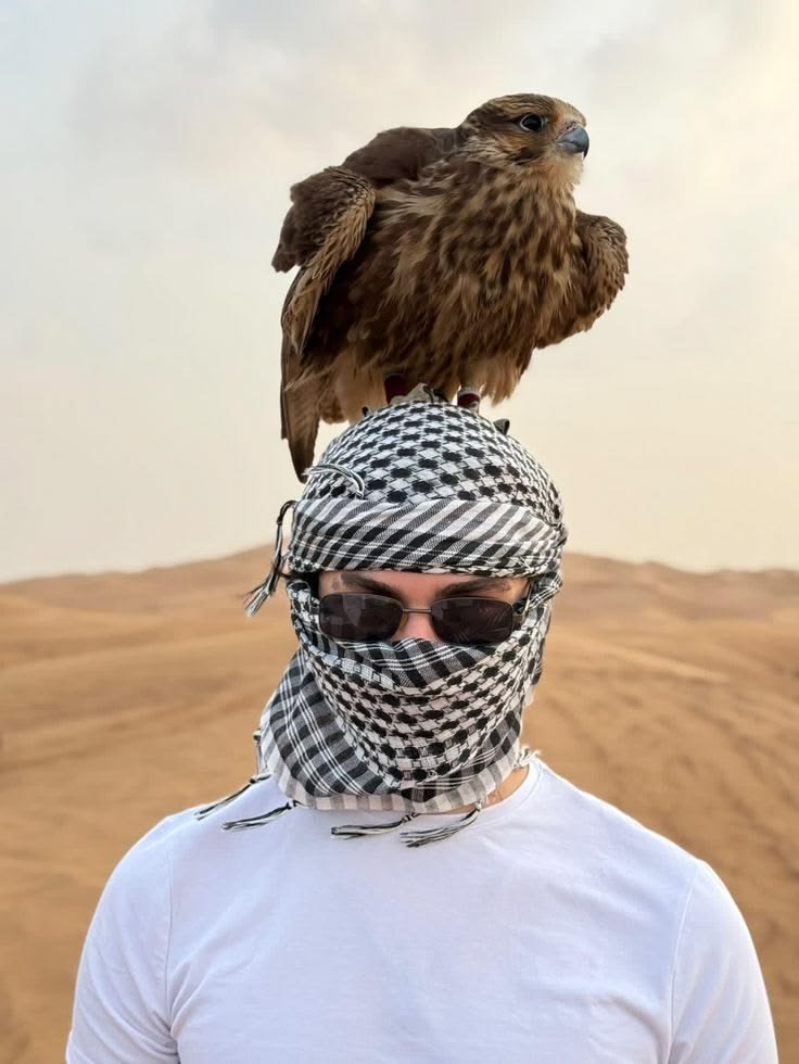 Falconry display at an Abu Dhabi desert safari